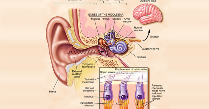 Hearing & Brain Health
